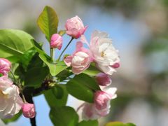 -海棠花溪(元大都城垣遗址公园)