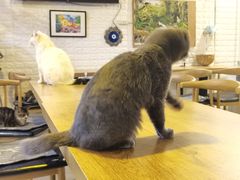 -平行世界·猫咖(首经贸店)