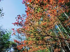 -西湖风景区十里琅珰-五云山