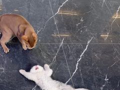 -小猫来了·猫咪专售(红山六九七九店)