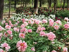 -石家庄市植物园