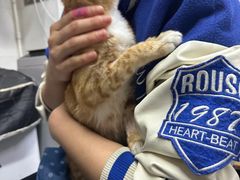 -御宝贝·A梦猫科宠物医院(国际猫友好医院)