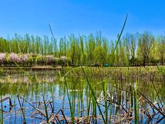 -东郊湿地公园