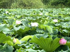 -贡湖湾湿地公园