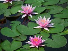 -国家植物园南园