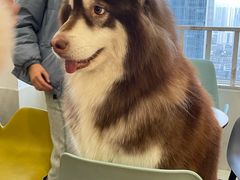 -Let's go狗咖·猫咖·奶狗·桌游(春熙路IFS店)
