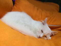 -飞行喵MR PILOT|猫舍·猫咖(静安大融城店)