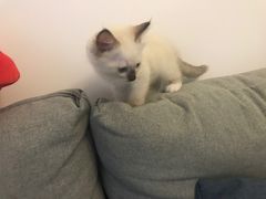 -Bastet sally猫舍购宠(静安店)