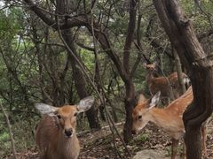 -大连森林动物园