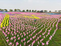-上海都市菜园