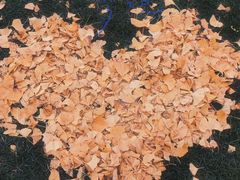 -重庆中央公园(渝北区)