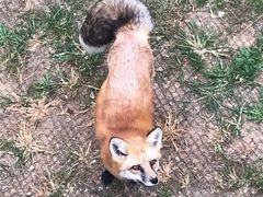 -西霞口神雕山野生动物世界