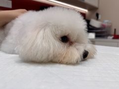 -御宝贝24h宠物医院·转诊中心·CT核磁血透中心(厦门总院)