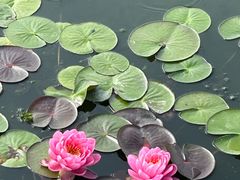 -莲花池公园