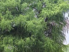 -南宁良凤江国家森林公园