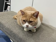 -伟伟宠物医院·CT影像中心·瑞派犬猫综合性门诊(汉口总院)