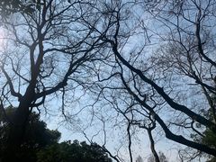-杭州植物园