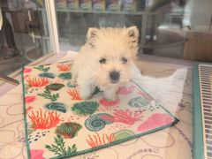 -翊宠yipet猫狗购宠庄园犬舍•猫舍