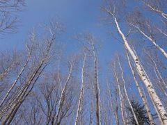 -亚布力新体委滑雪场