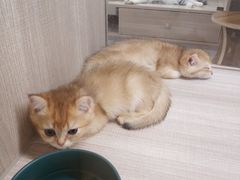 -飞行喵MR PILOT|猫舍·猫咖(静安大融城店)