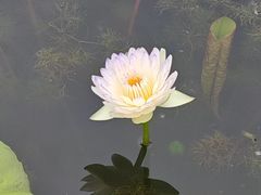 -荷花荡