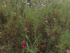 -春花秋色城市公园