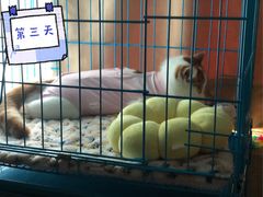 -瑞鹏宠物医院华南总院·夜诊·心脏科·骨科