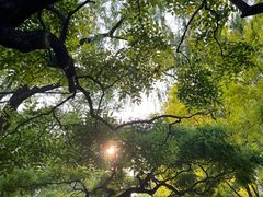 -莲花池公园
