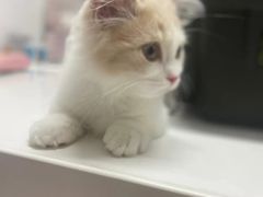 -御宝贝·A梦猫科宠物医院(国际猫友好医院)