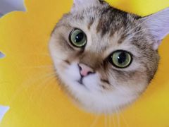 -达爱动物医院·犬猫分区·CT·复杂眼科(远洋山水分院)