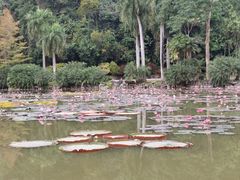 -中国科学院西双版纳热带植物园