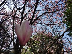 -重庆彩云湖湿地公园
