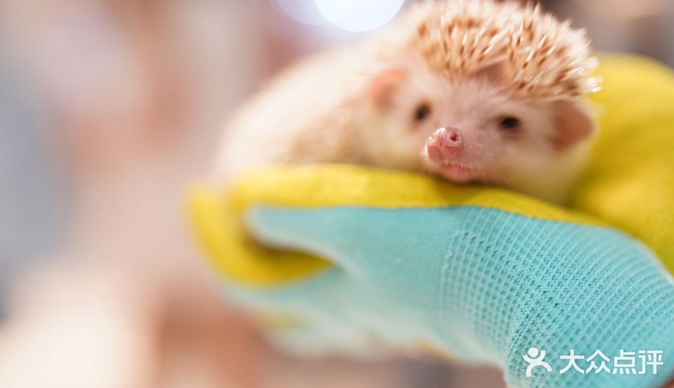 毛孩子控的福音来了