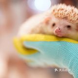 毛孩子控的福音来了