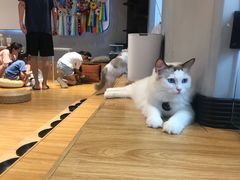 -啵啵喵·猫咖(攀华国际店)