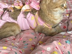-美联众合宠物医院·爱萌分院·内外科·猫科中心