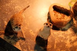 -未来动物城主题公园(正弘城店)