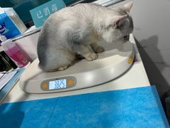 -伟伟宠物医院·CT影像中心·瑞派犬猫综合性门诊(汉口总院)