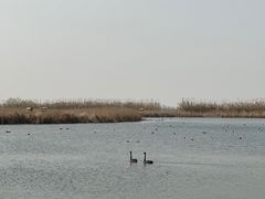 -宁波杭州湾国家湿地公园