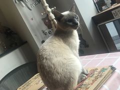 -吉丁鸟咖·异宠·寄养
