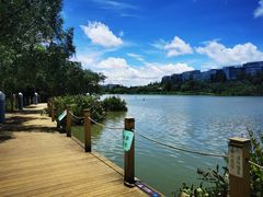 -华侨城湿地公园