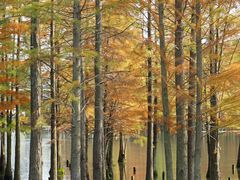 -白鹭湾湿地公园