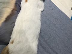 -喵的天空名猫咖啡馆·撸猫·猫舍·用品