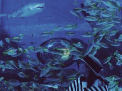 -海合安武汉极地海洋公园