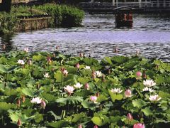 -荔湾湖公园
