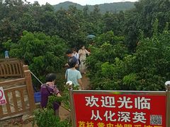 -从化深英荔枝黄皮龙眼采摘园