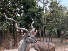 -清迈夜间动物园