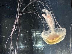 -大阪海游馆