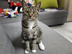 -pd派德宠物中心医院24H急重症·眼科中心·血液透析中心(嵩山北路店)