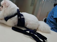 -宠颐生中康贝怡动物医院